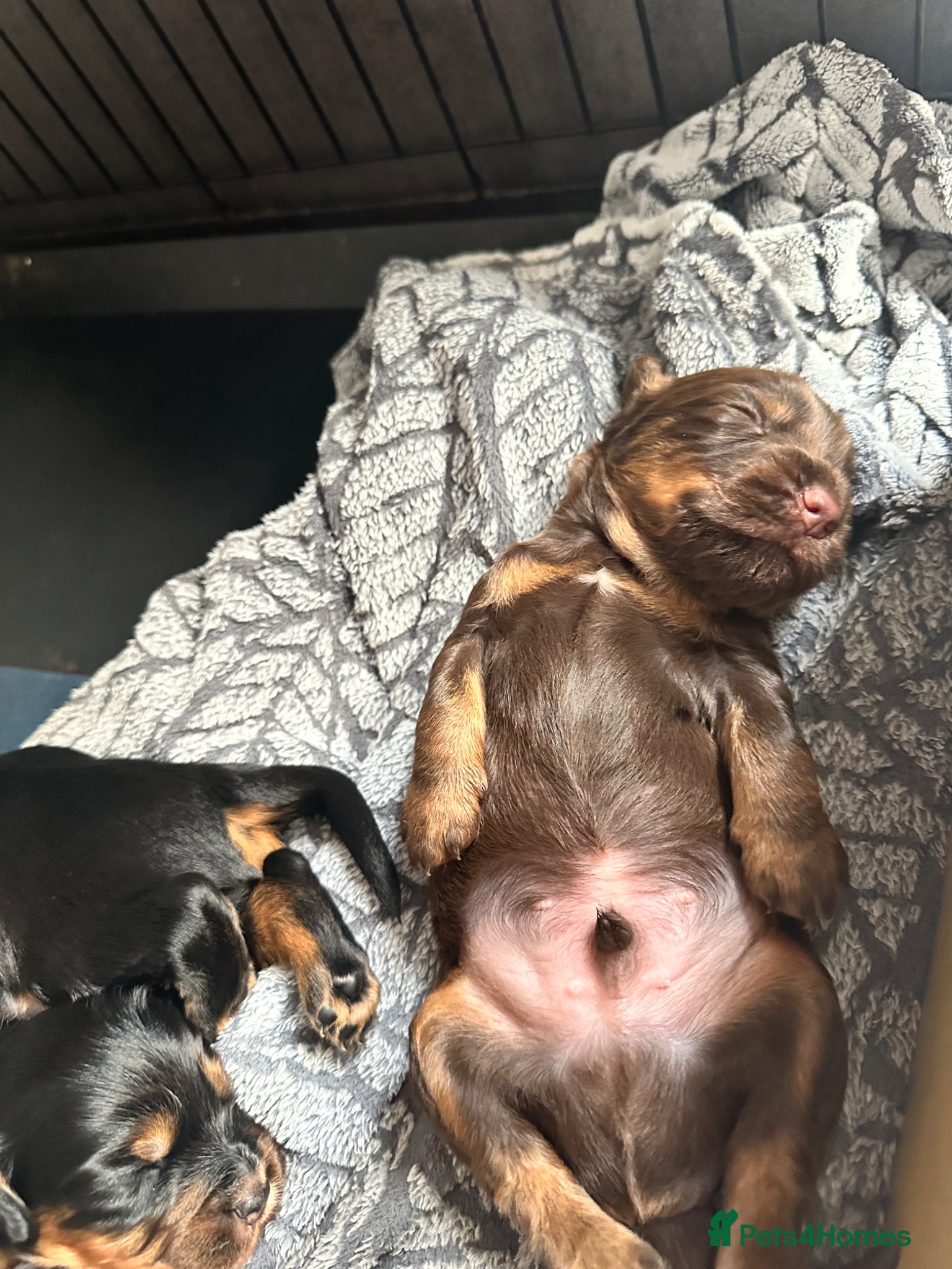 Cocker Spaniel dogs for sale: KC Registered Cocker Spaniels–DNA Clear Parents 👑 - Advert 7