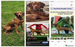 Hungarian Vizsla dogs for sale: Hungarian vizsla puppies  - Image 9