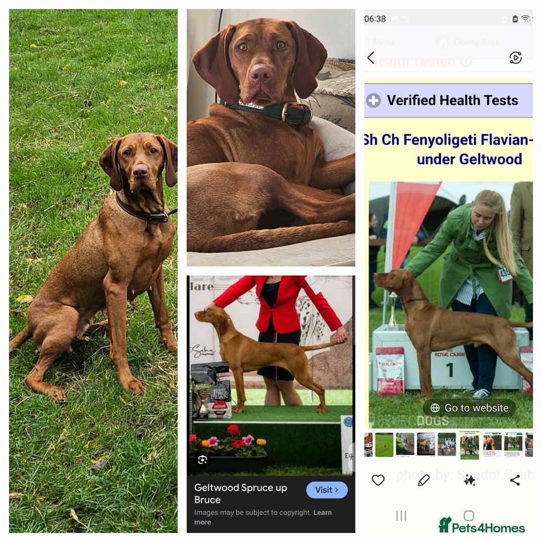 Hungarian Vizsla dogs for sale: Hungarian vizsla puppies  - Image 9