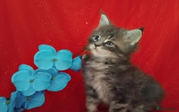 Maine Coon cats for sale: GCCF Registered Pure Maine Coon Kittens For Sale  - Image 6