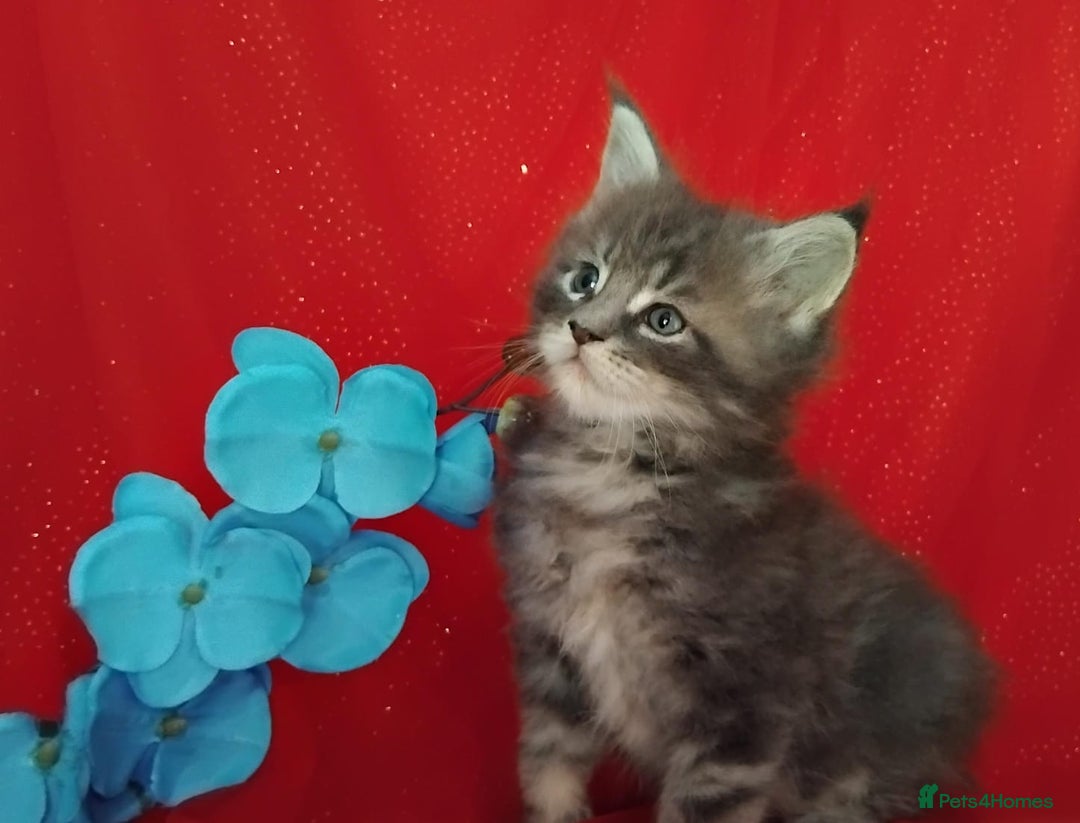 Maine Coon cats for sale: GCCF Registered Pure Maine Coon Kittens For Sale  - Image 6