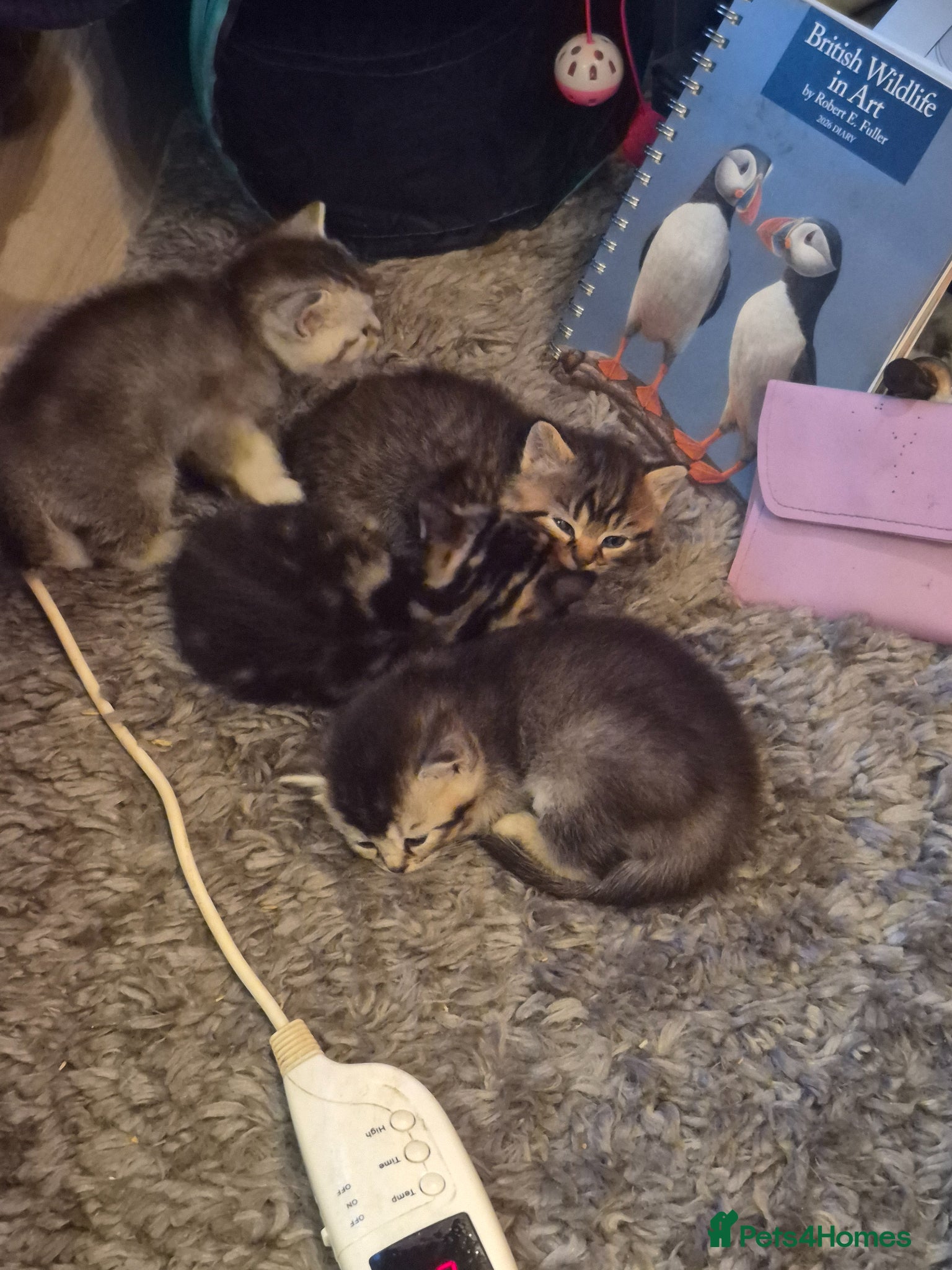 British Shorthair cats for sale: beautiful home bred British shorthair. in Verwood - Advert 12