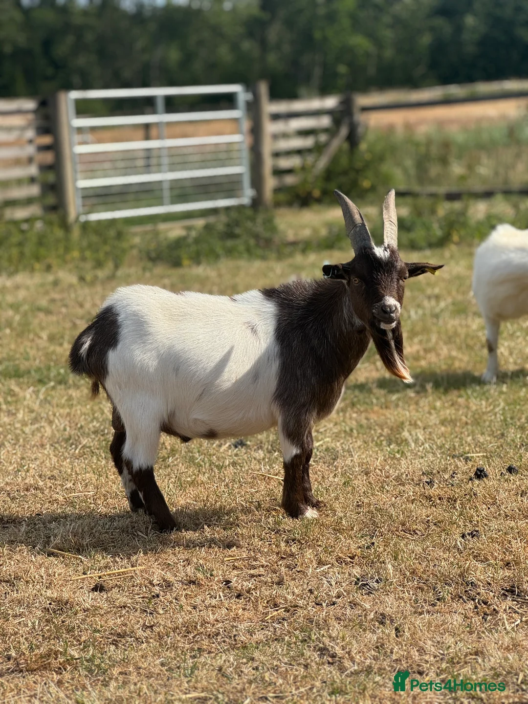 Goats livestock for sale: Proven Pygmy Billy for sale - Advert 5