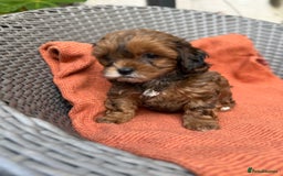 Shihpoo dogs for sale: Fluffy ShihPoo puppies - Image 5