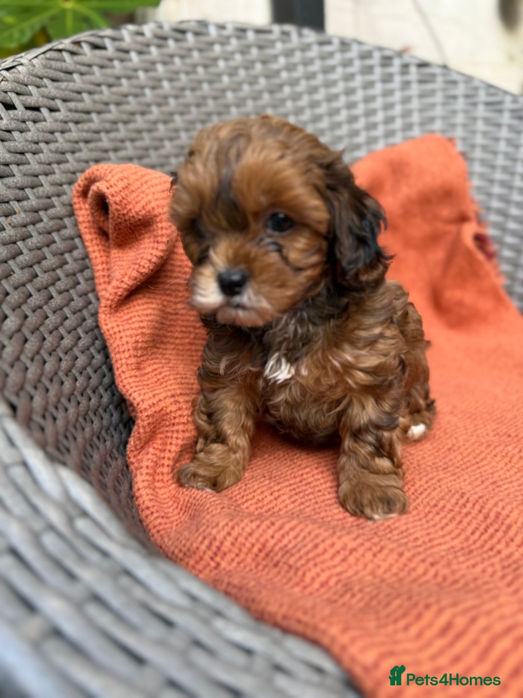 Shihpoo dogs for sale: Fluffy ShihPoo puppies - Image 5