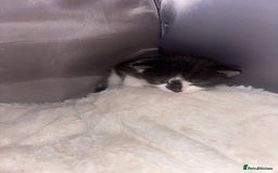 Exotic cats for sale: 1 Male 1 female in Tilbury - Image 6