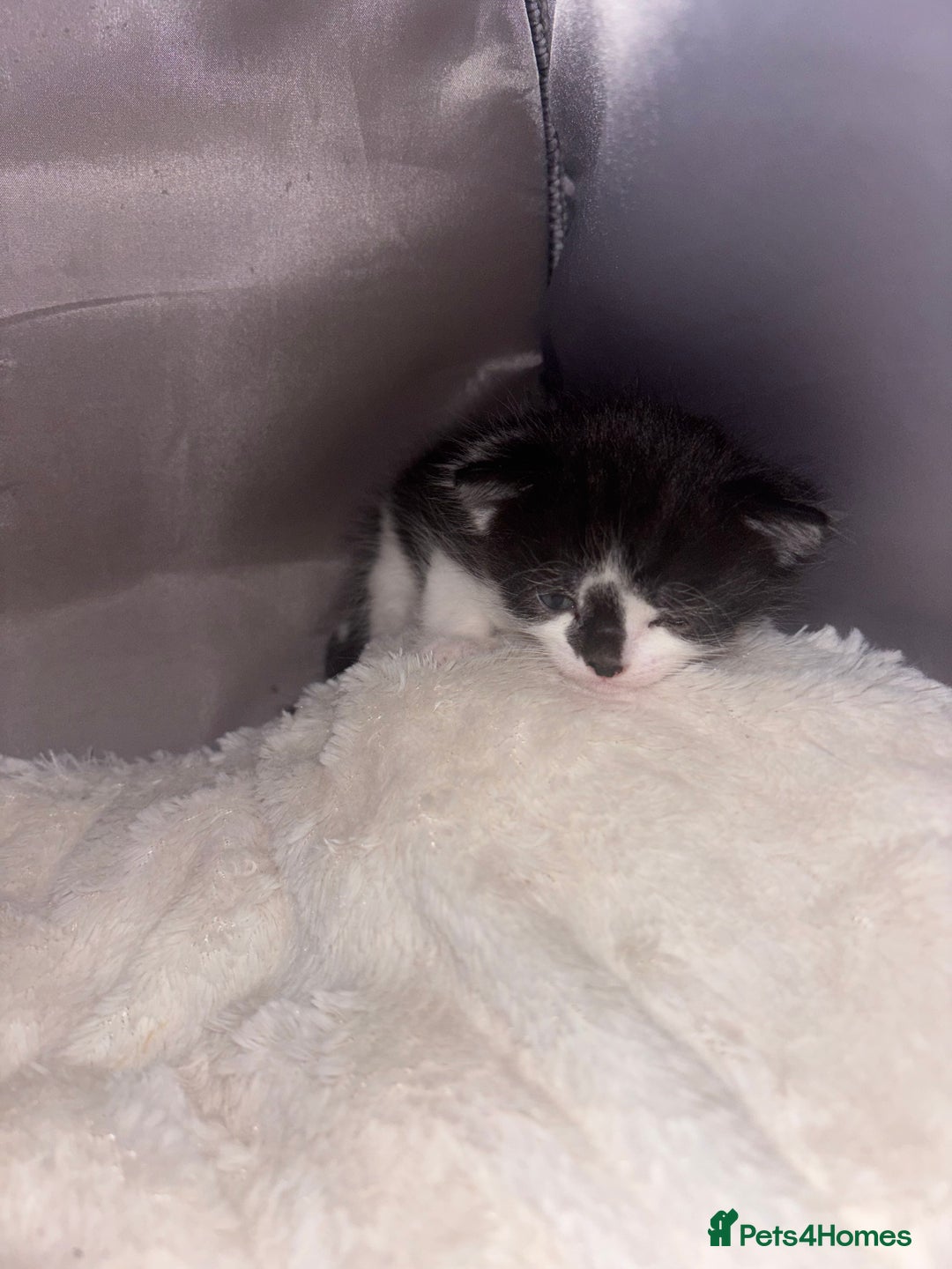 Exotic cats for sale: 1 Male 1 female in Tilbury - Image 6