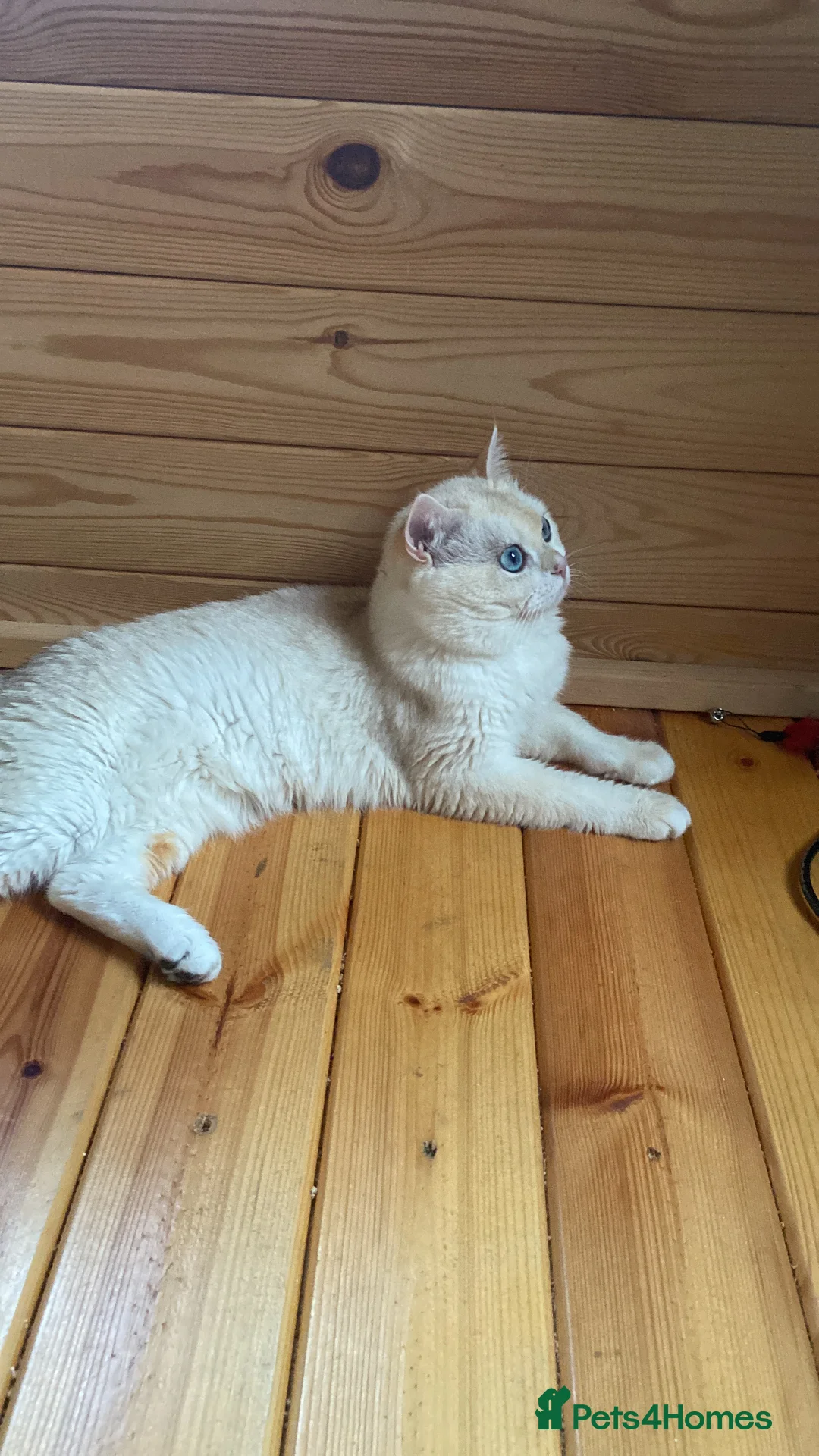 British Shorthair cats for stud: 🥇GCCF registered Gold tippedBritish shorthair🥇 in Slough - Advert 10