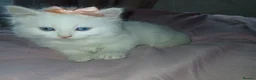 Turkish Angora cats for sale: Kitten female Angoradoll - Advert 2