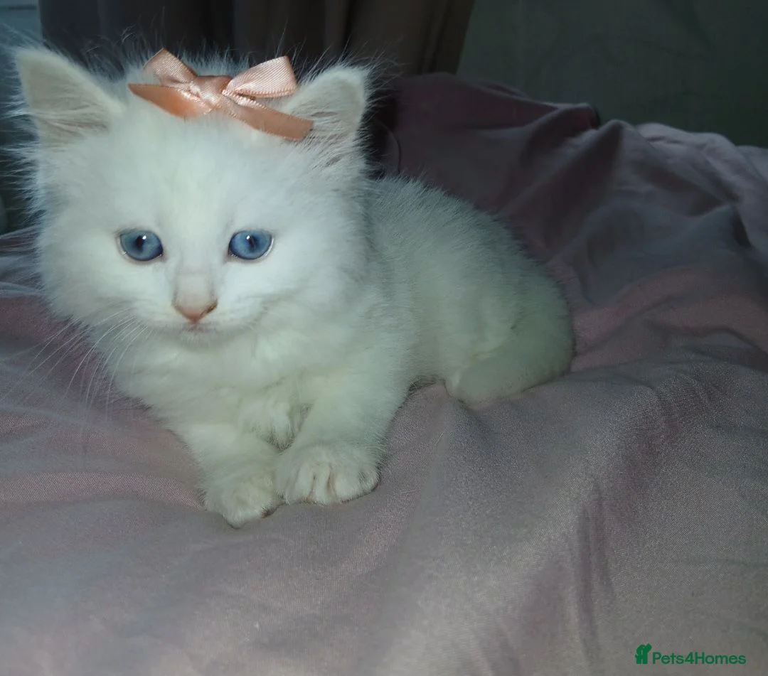 Turkish Angora cats for sale: Kitten female Angoradoll - Advert 2