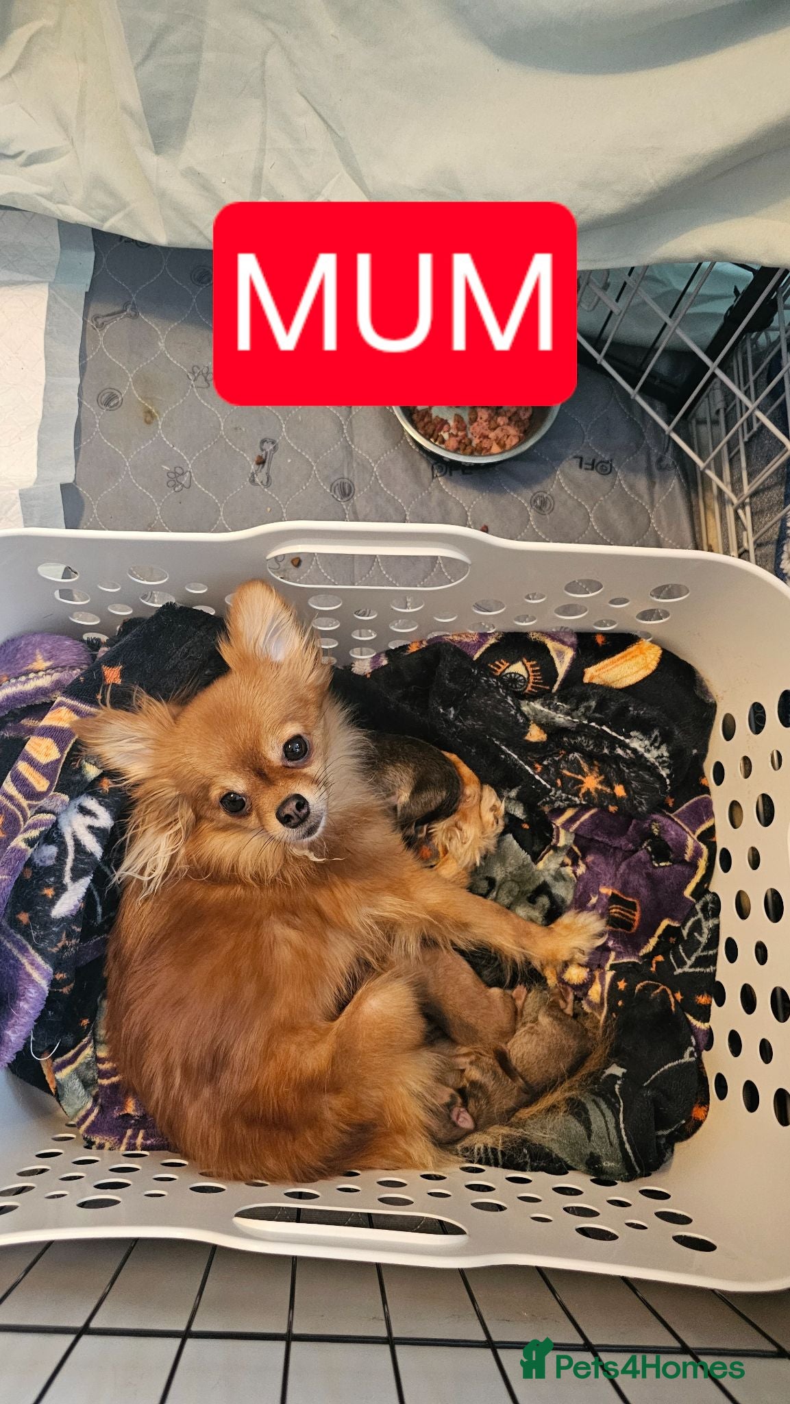 Pomchi dogs Tiny Pomchi Puppies,Raised in a Loving Family Home - Advert 2