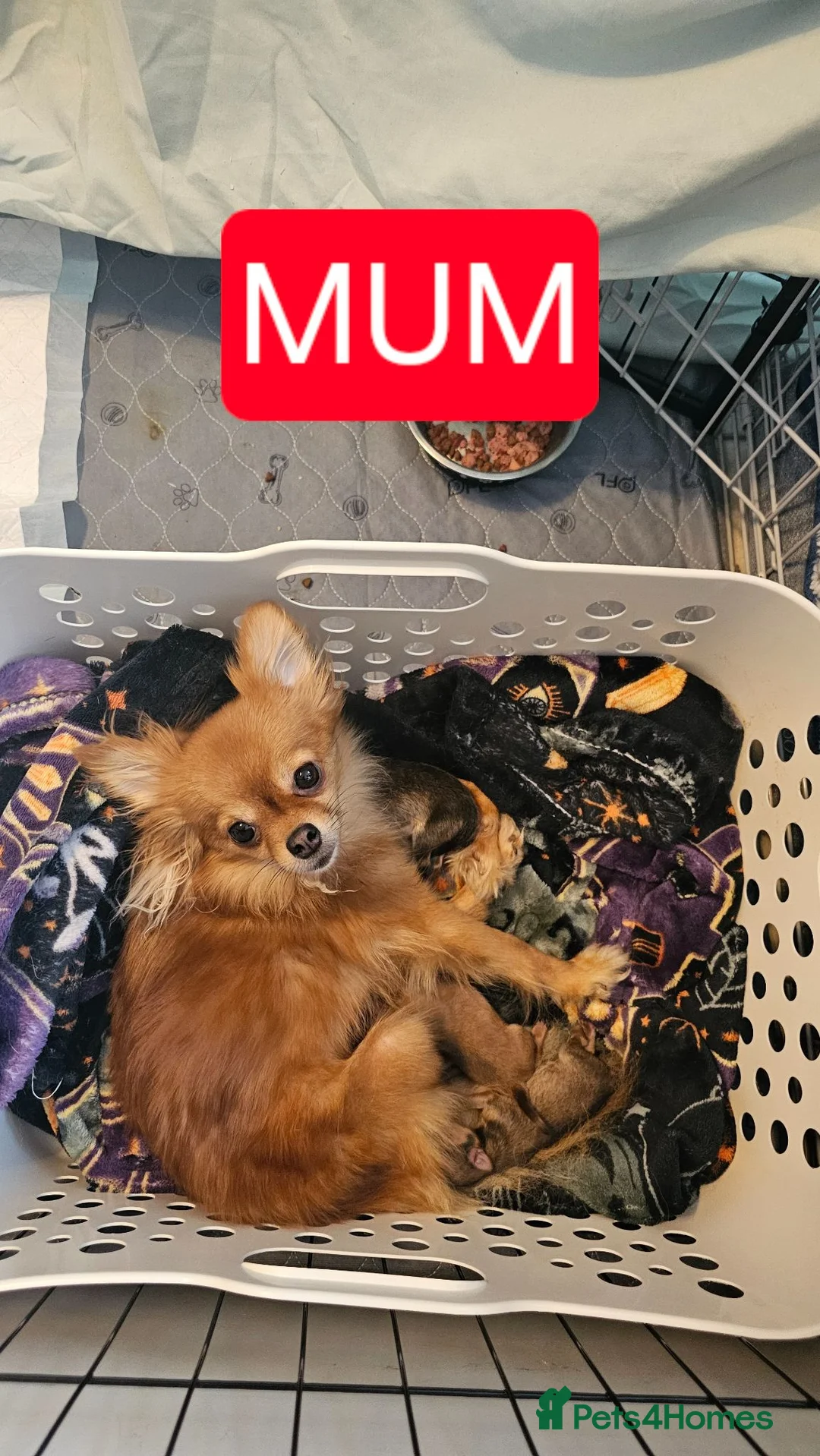 Pomchi dogs for sale: Tiny Pomchi Puppies,Raised in a Loving Family Home in Purley - Advert 2