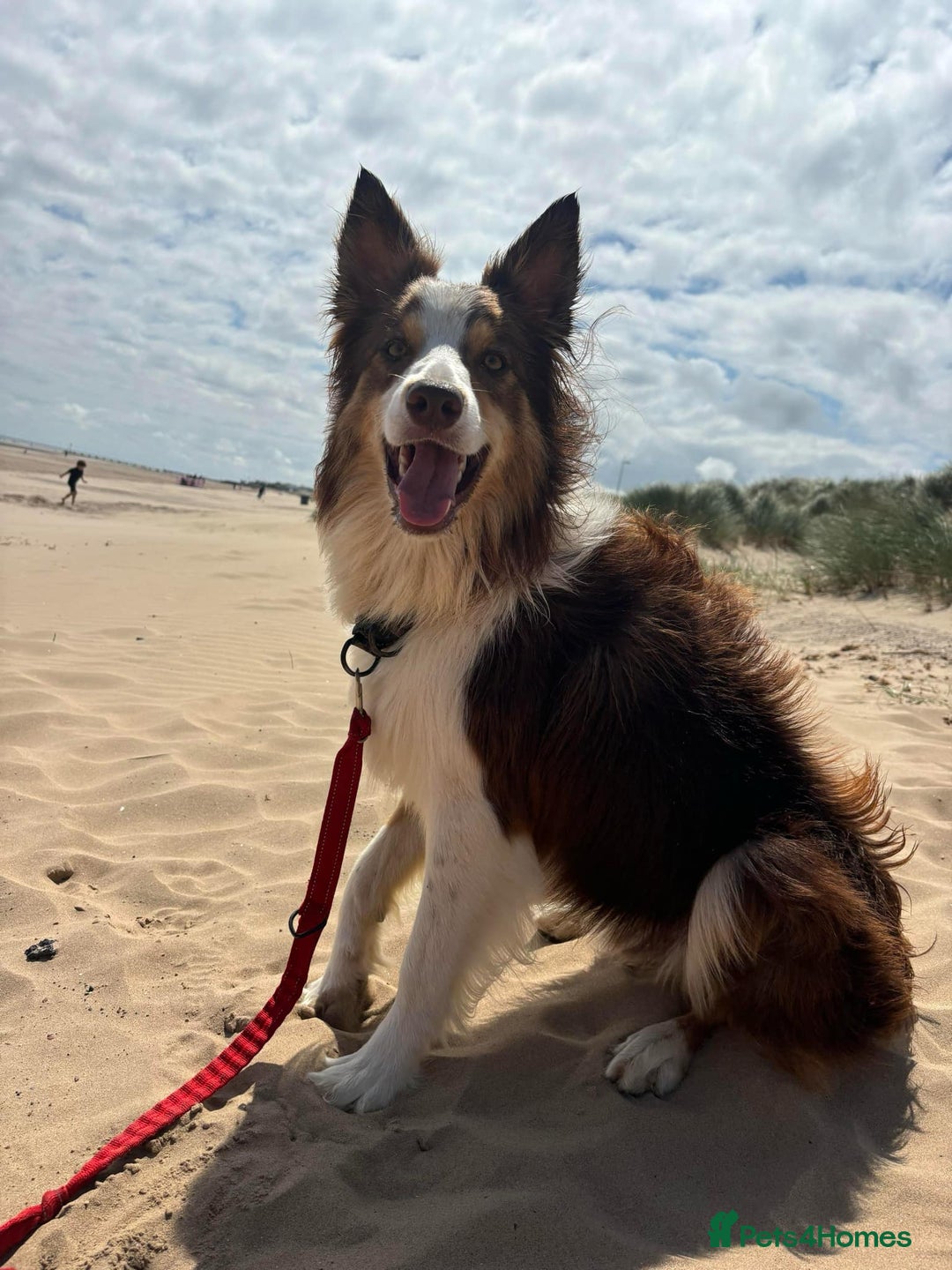 Border Collie dogs for stud: KC Border Collie for stud in Mansfield - Advert 6