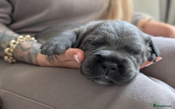 Cane Corso dogs for sale: European cane corsos  - Image 2