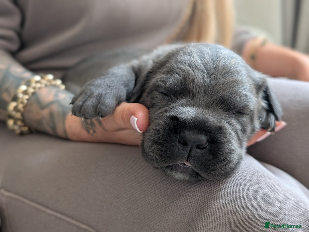Cane Corso dogs for sale: European cane corsos  - Image 2