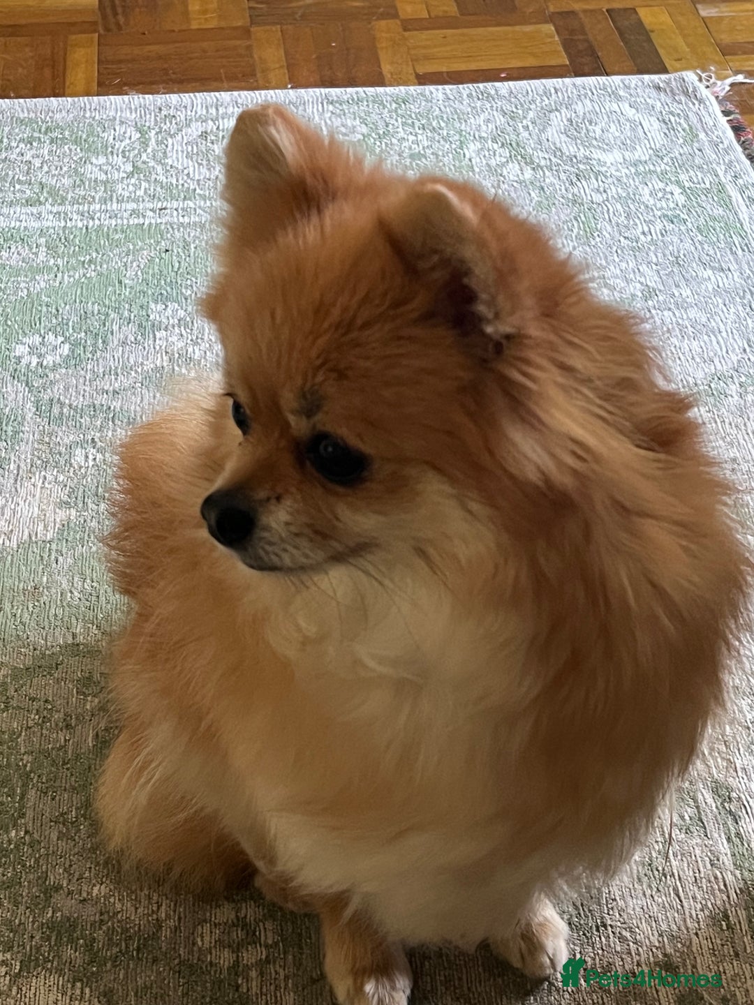 Pomeranian dogs for sale: Four years old Pomeranian female for sale.  - Image 5