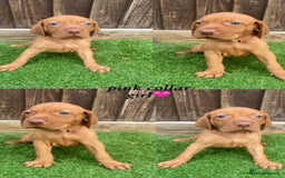 Hungarian Vizsla dogs for sale: Hungarian Vizsla KC Registered - Image 3