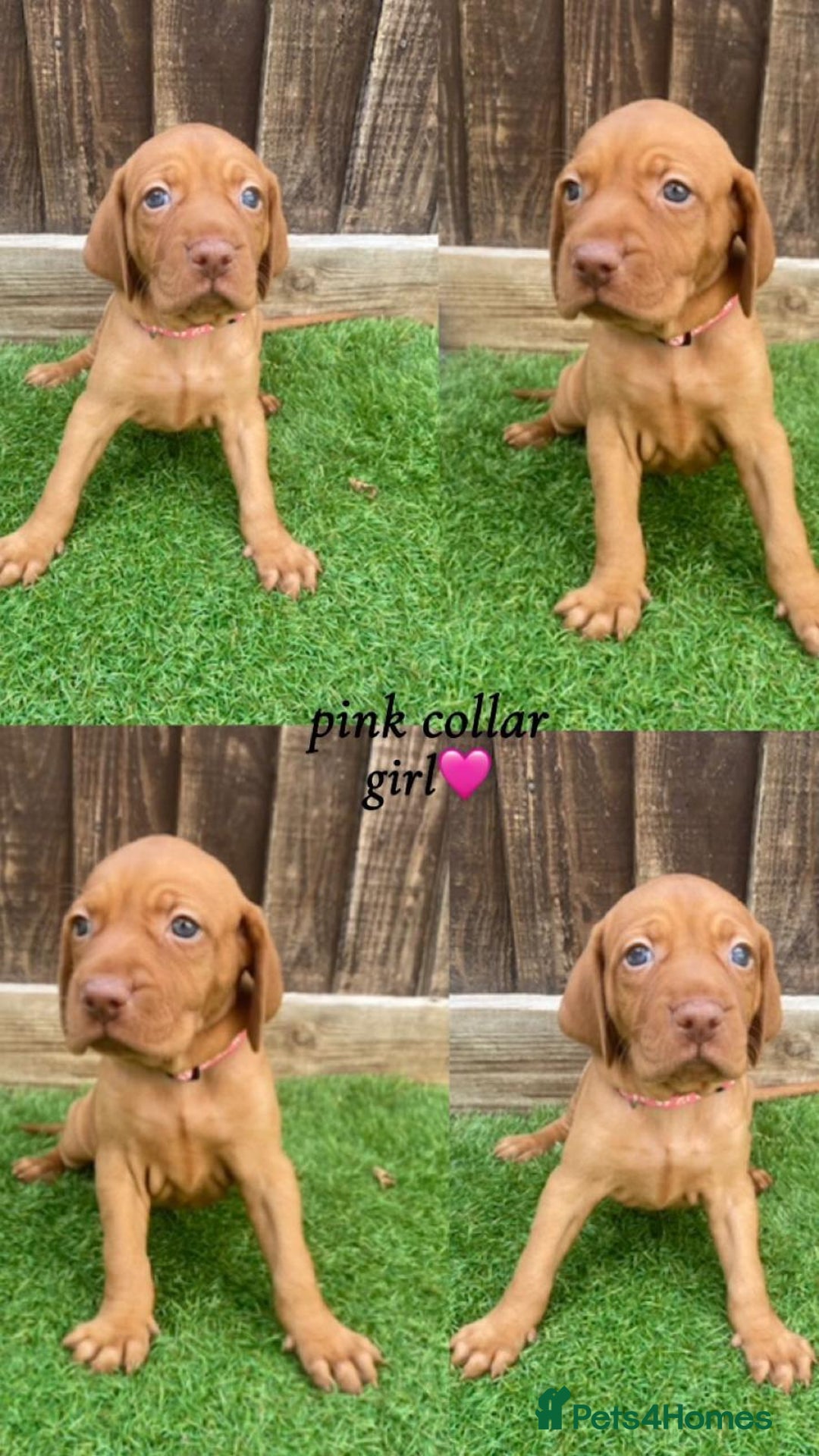 Hungarian Vizsla dogs for sale: Hungarian Vizsla KC Registered - Image 3