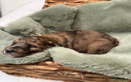 Bernedoodle dogs for sale: Miniature Bernedoodle Puppies - Image 38