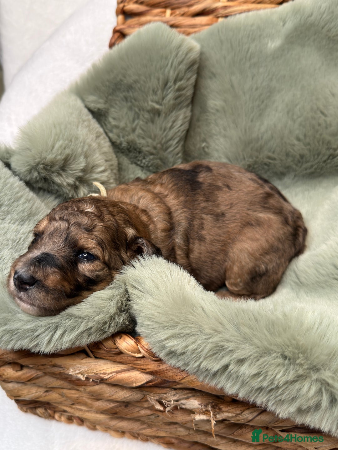 Bernedoodle dogs for sale: Miniature Bernedoodle Puppies - Image 38