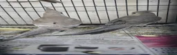 Cockatiels birds for sale: Cockatiel - Advert 5