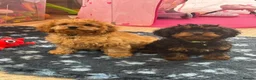 Cavapoo dogs for sale: F1 Cavapoo Puppies in Denbigh - Advert 1