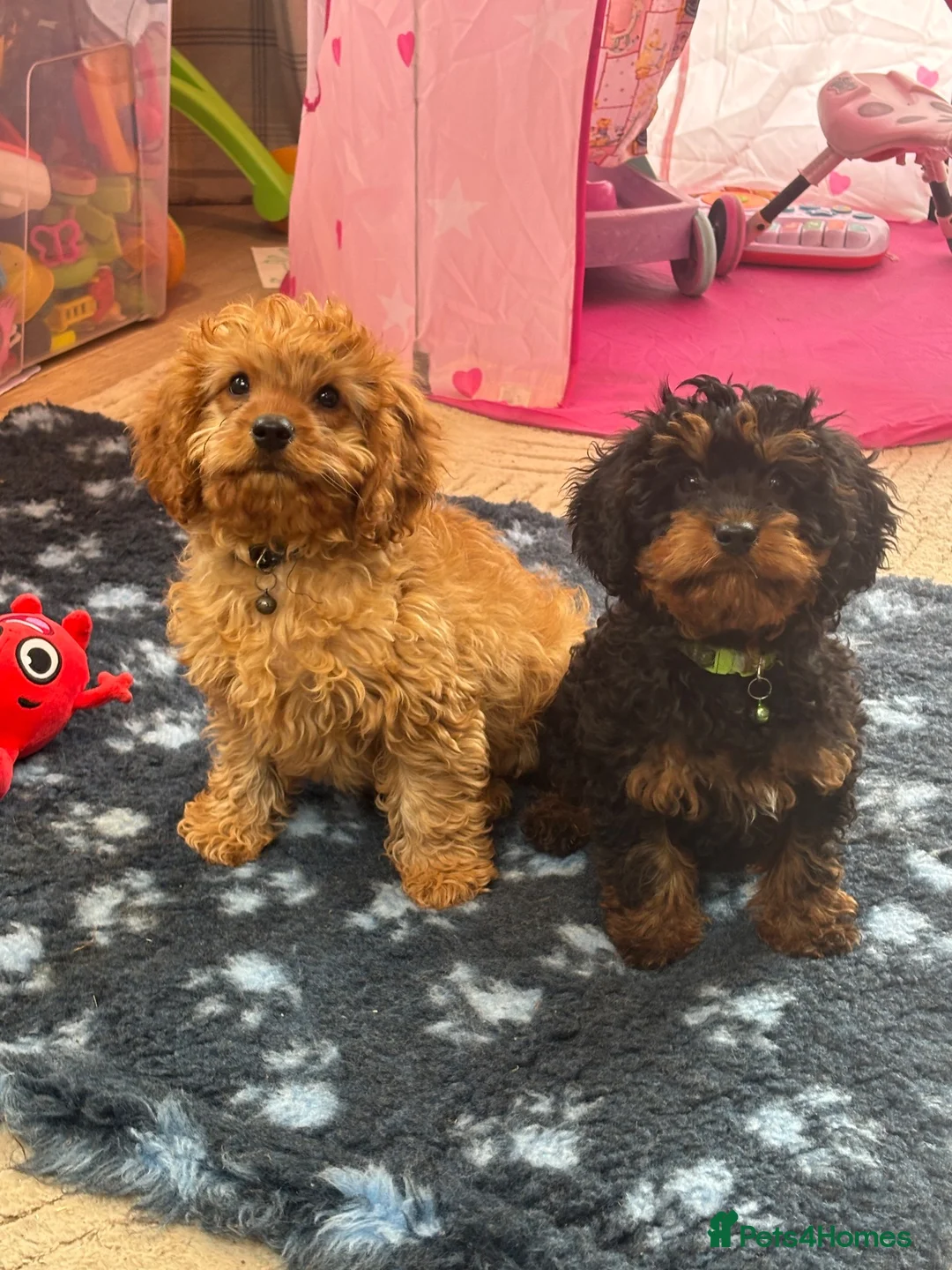 Cavapoo dogs for sale: F1 Cavapoo Puppies in Denbigh - Advert 1