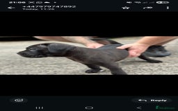 Cane Corso dogs for sale: Last 3 of the 10 cane cane corso puppys left  - Image 24