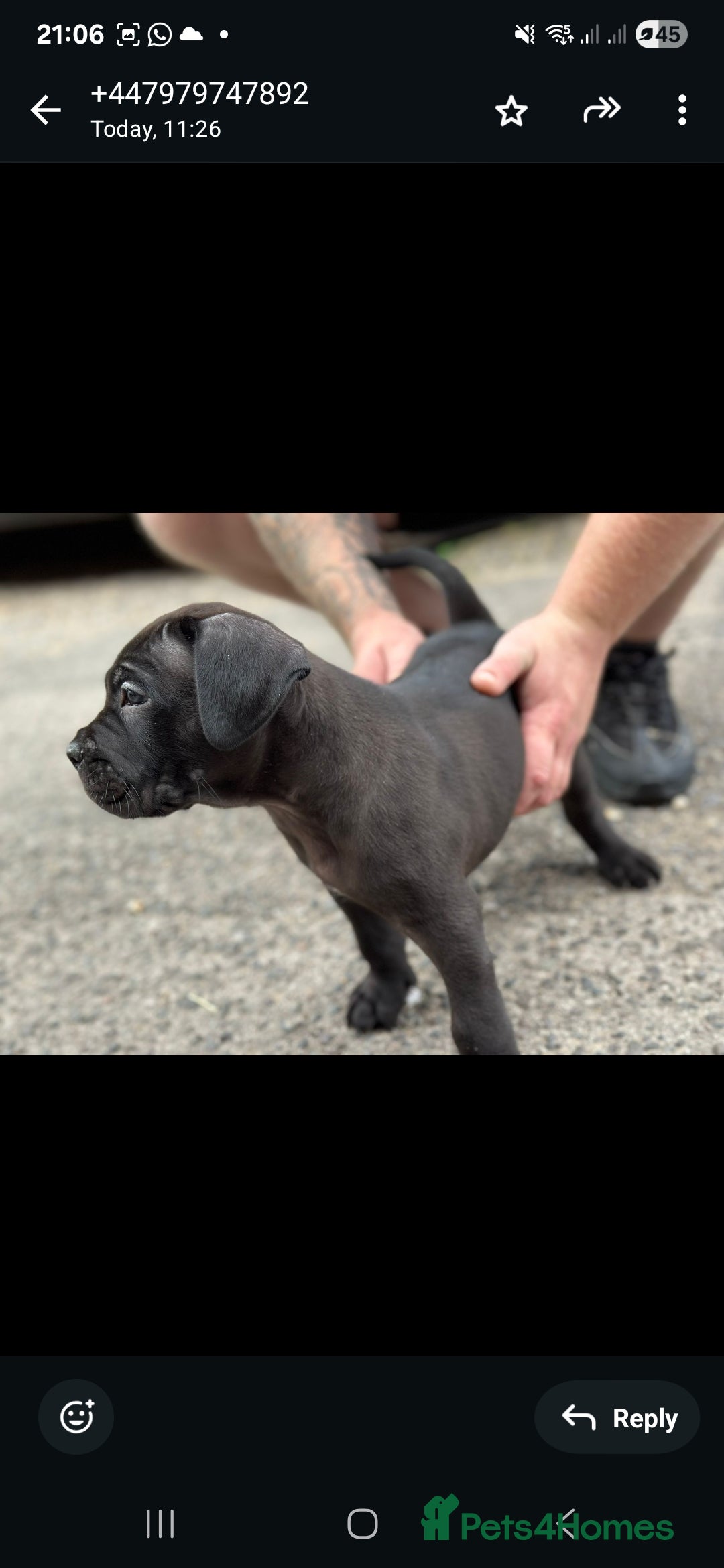 Cane Corso dogs for sale: Last 3 of the 10 cane cane corso puppys left  - Image 24