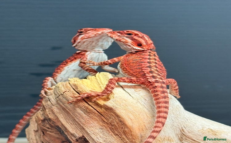 Bearded Dragon reptiles - Advert 3