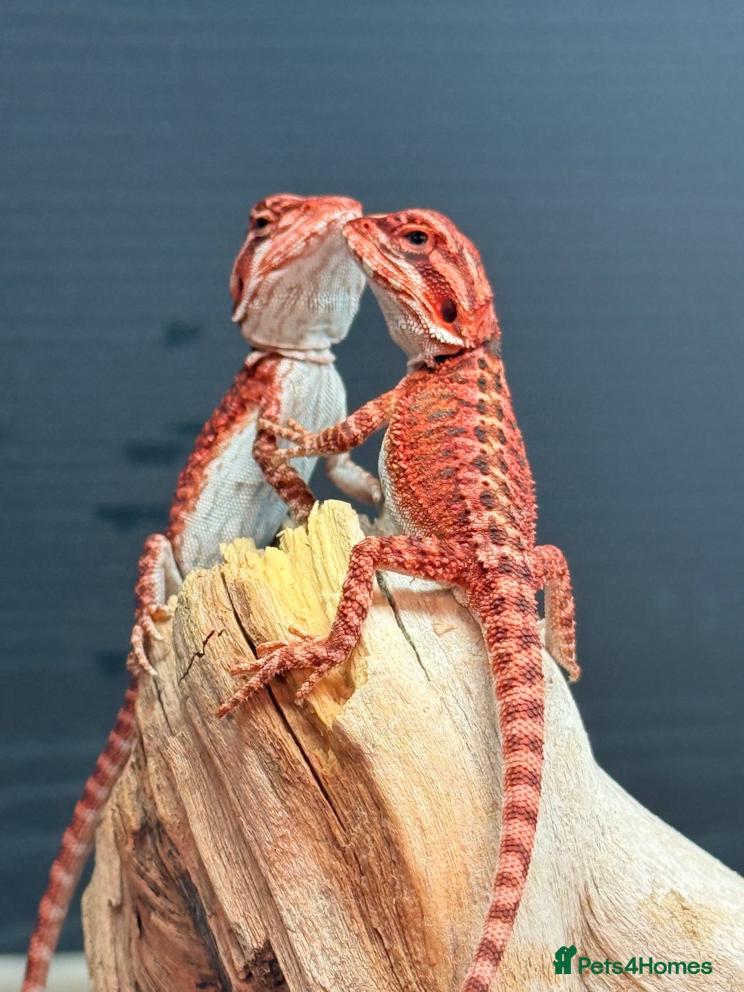 Bearded Dragon reptiles for sale: SUPER RED baby and Red Monster Bearded dragons! - Image 2