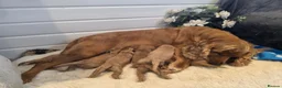 Cockapoo dogs for sale: 🐾fabulous F1 showtype cockapoo puppies 🐶  - Advert 8