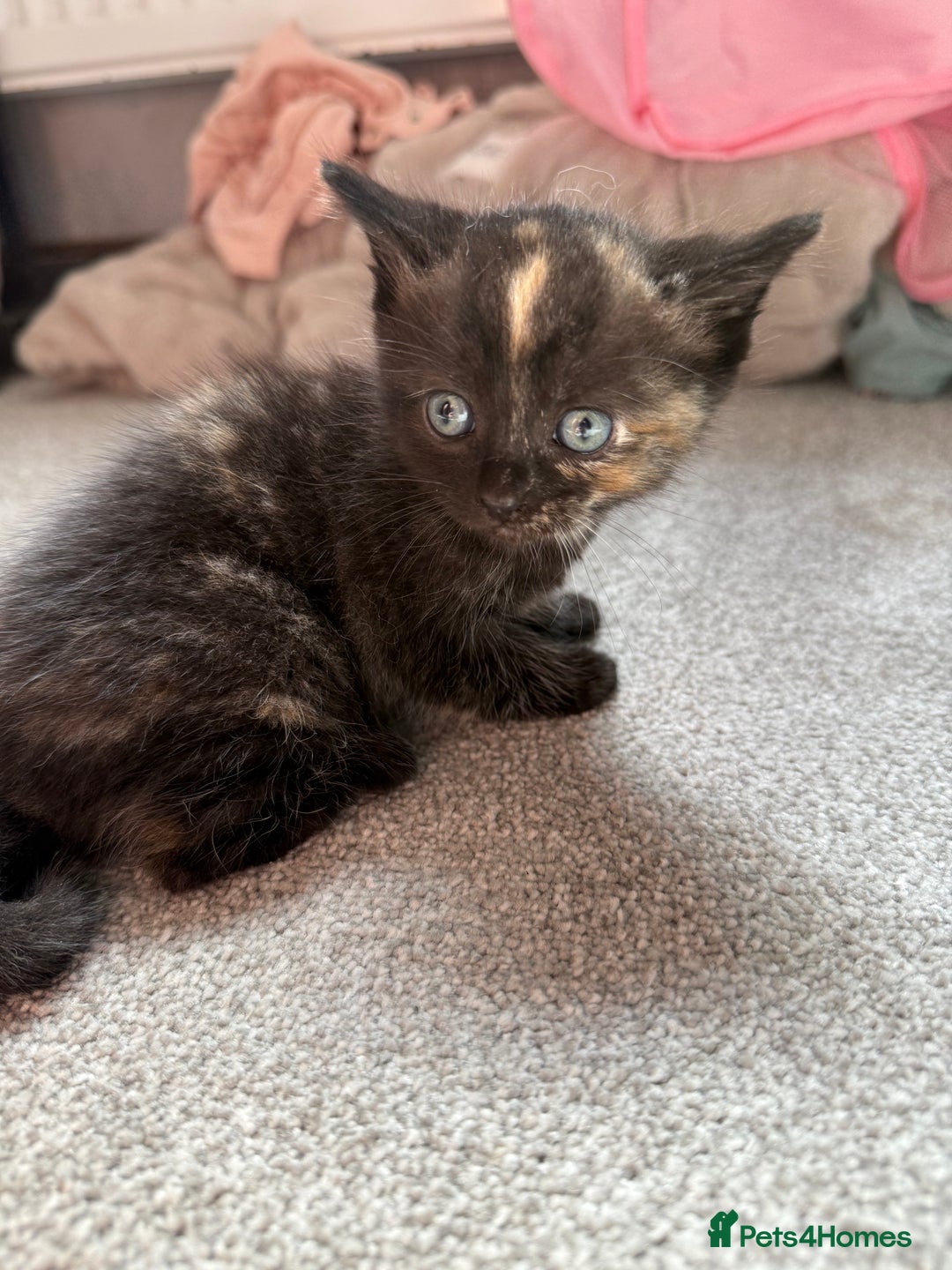 RagaMuffin cats for sale: Ragamuffin kittens  - Image 14