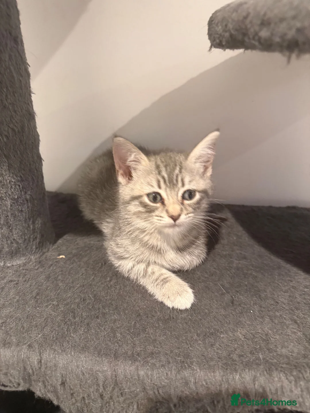 Mixed Breed cats for sale: Kitten  - Advert 5