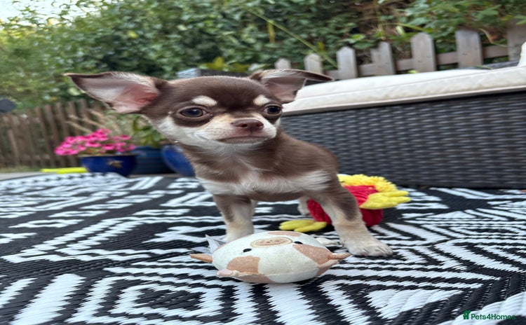 Chihuahua dogs - Advert 10