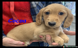 Miniature Dachshund dogs for sale: Beautiful Miniature Dachshunds. - Advert 6