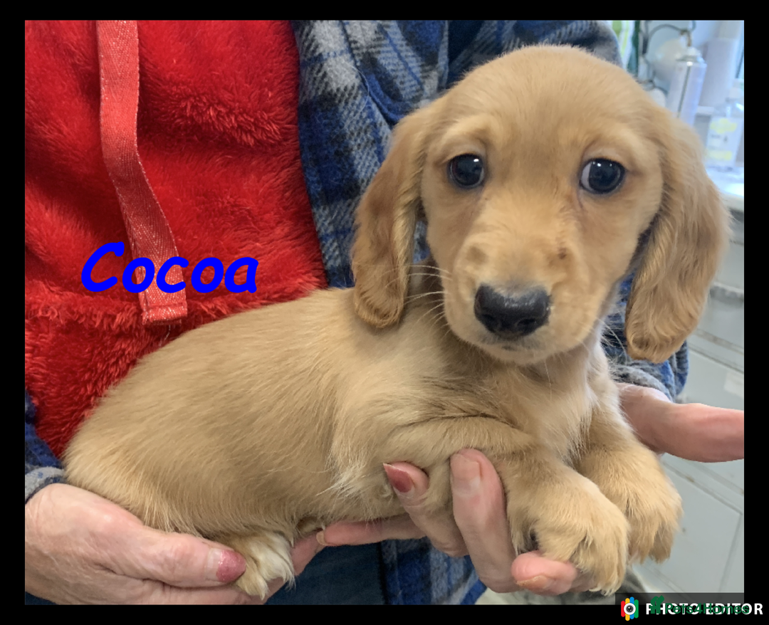 Miniature Dachshund dogs for sale: Beautiful Miniature Dachshunds. - Advert 6