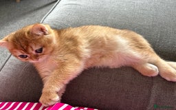 British Shorthair cats for sale: ‼️‼️BSH Chocolate Golden Shaded 1 BOY - Image 11