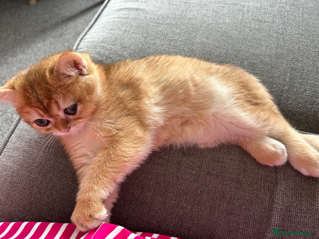 British Shorthair cats for sale: ‼️‼️BSH Chocolate Golden Shaded 1 BOY - Image 11