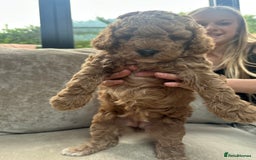 Irish Doodle dogs for sale: F2b Gorgeous Irish Doodles  - Image 8