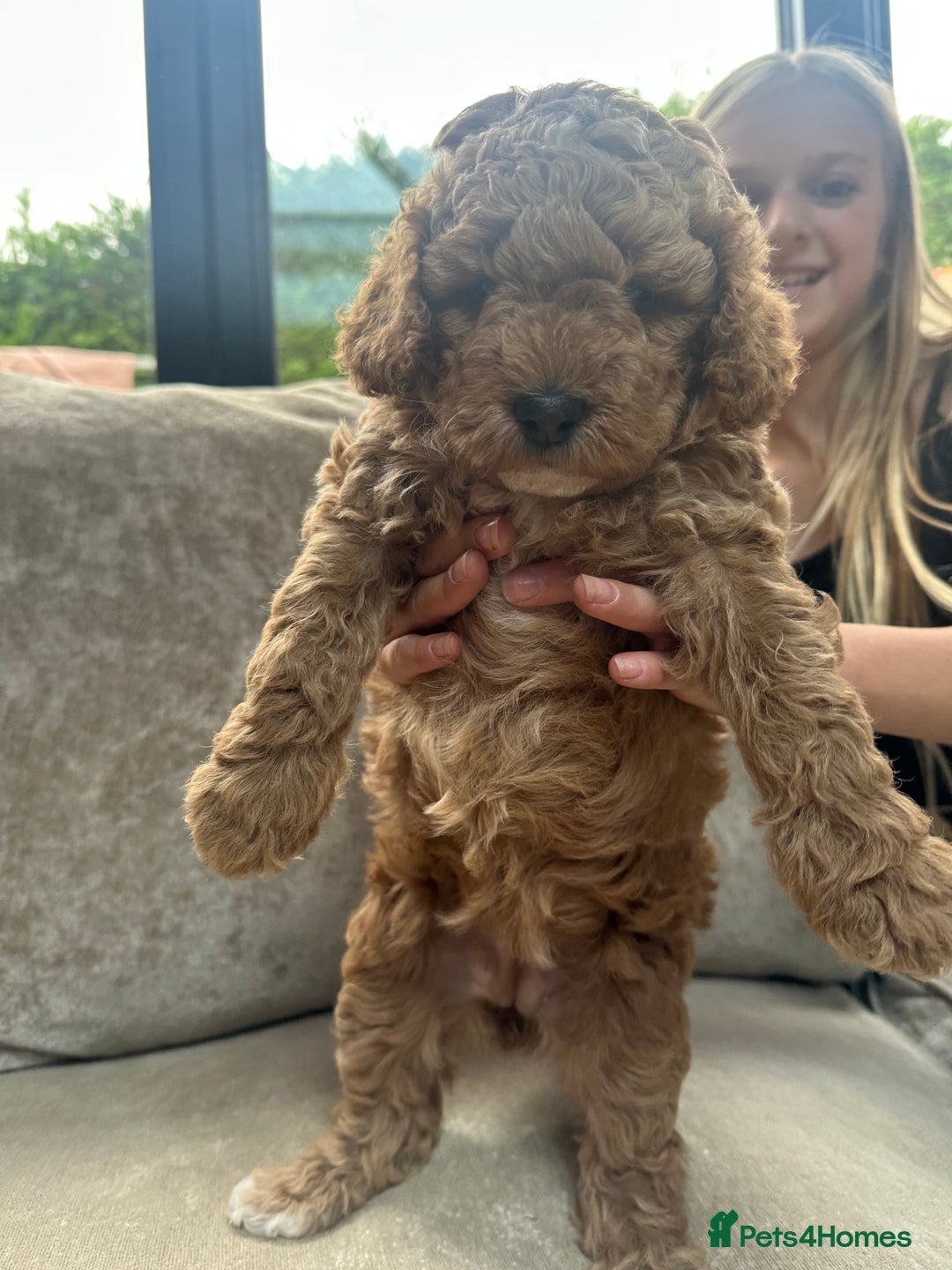 Irish Doodle dogs for sale: F2b Gorgeous Irish Doodles  - Image 8