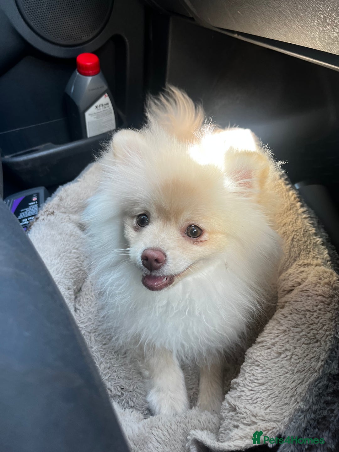 Pomeranian dogs for sale: Fluffy Pomeranian puppy’s MERLE & CHOCOLATE - Advert 14