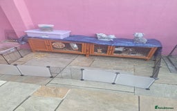 Guinea Pig rodents for sale: 3 female guineapigs and hutch - Image 4