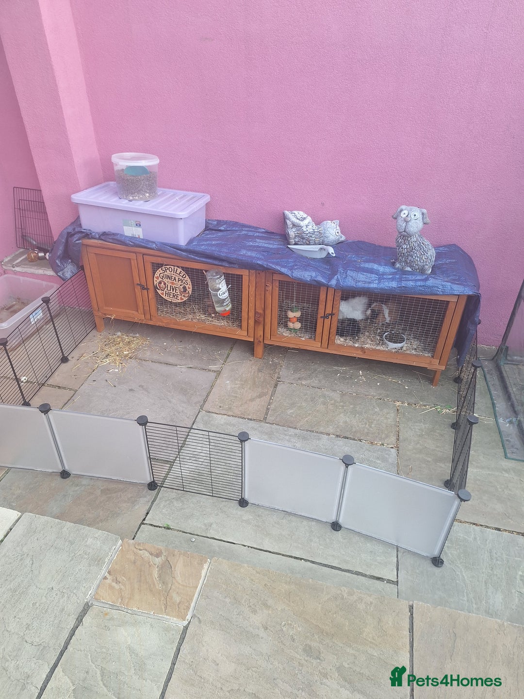Guinea Pig rodents for sale: 3 female guineapigs and hutch - Image 4