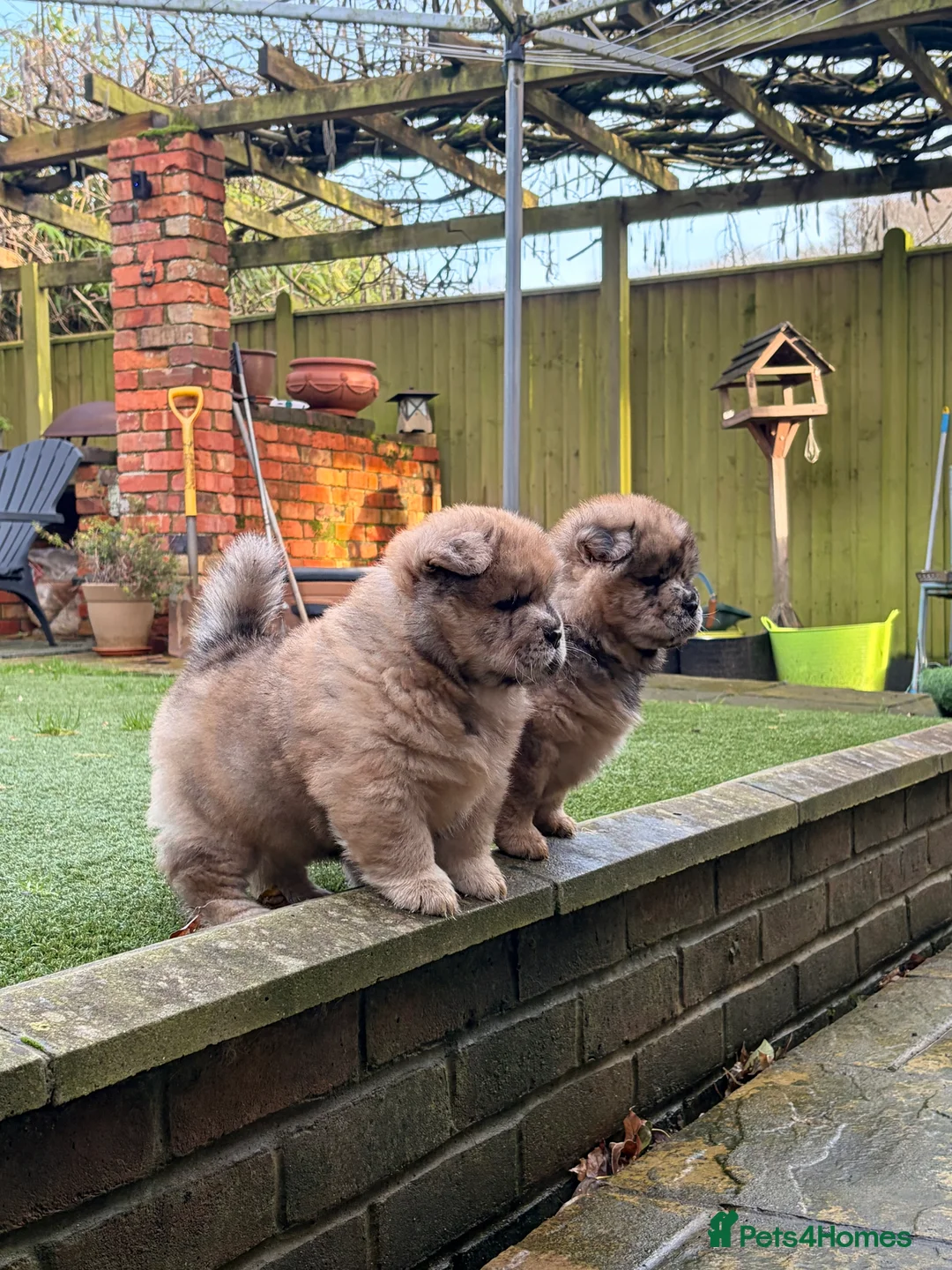 Chow Chow dogs for sale: 2 LEFT Merle Chowchow Puppies  - Advert 12