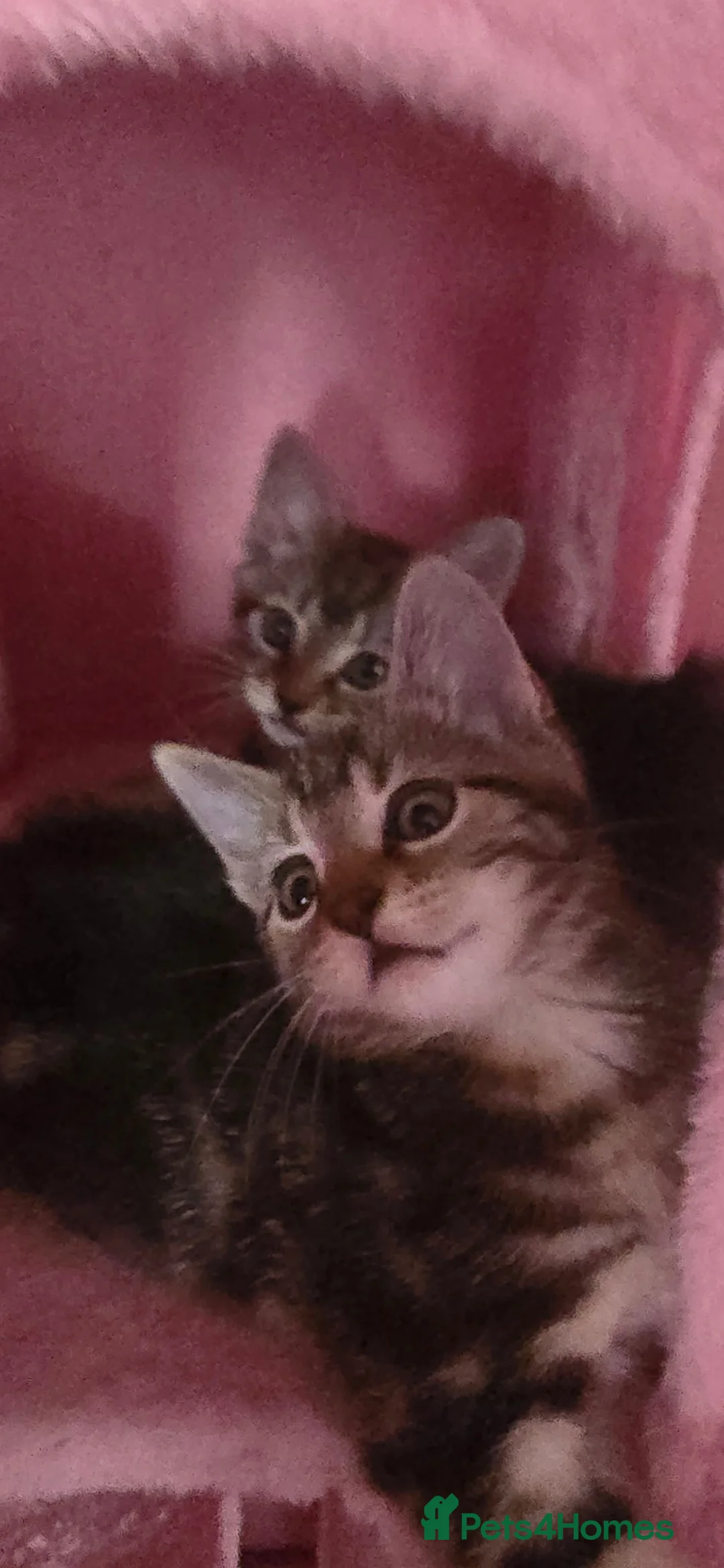 British Shorthair cats for sale: 3 female tabby kittens in Cirencester - Advert 4