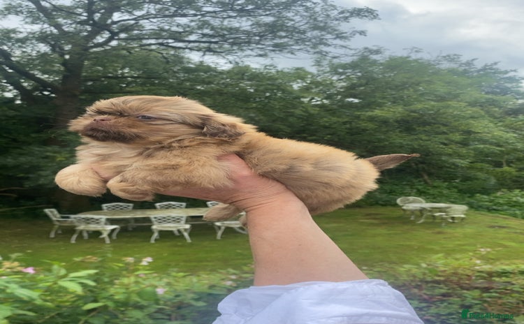 Shih Tzu dogs for sale - Advert 1