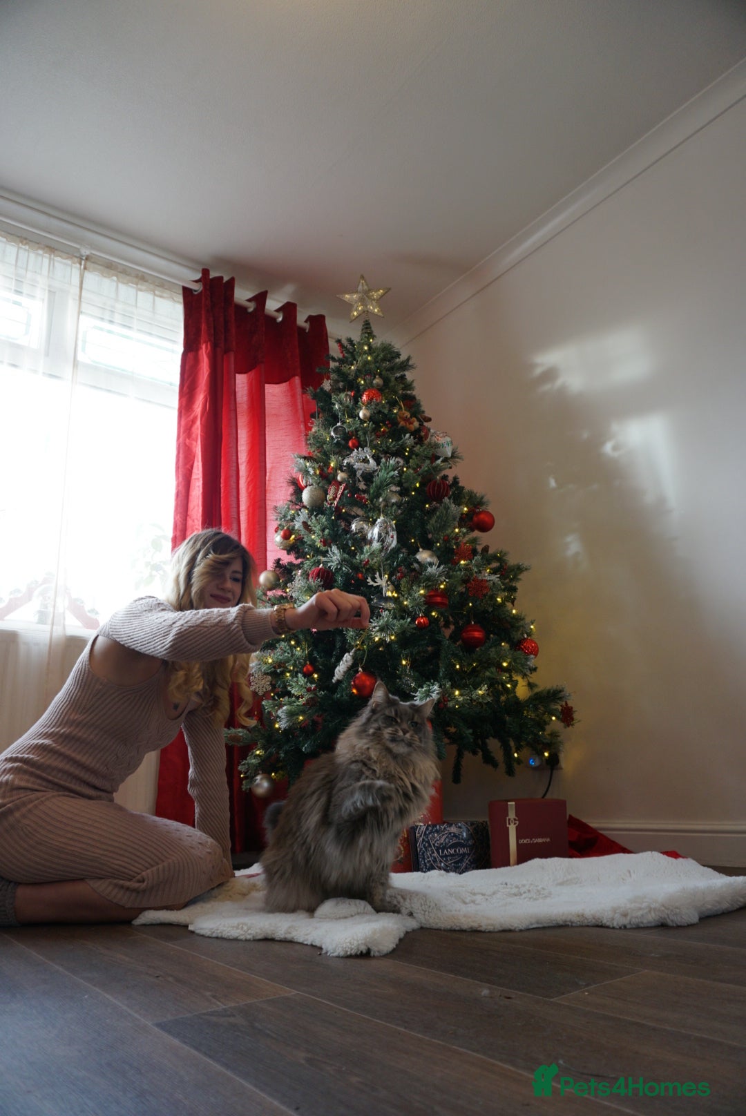 Maine Coon cats for sale: SHOW QUALITY MAINE COON KITTENS  - Image 15