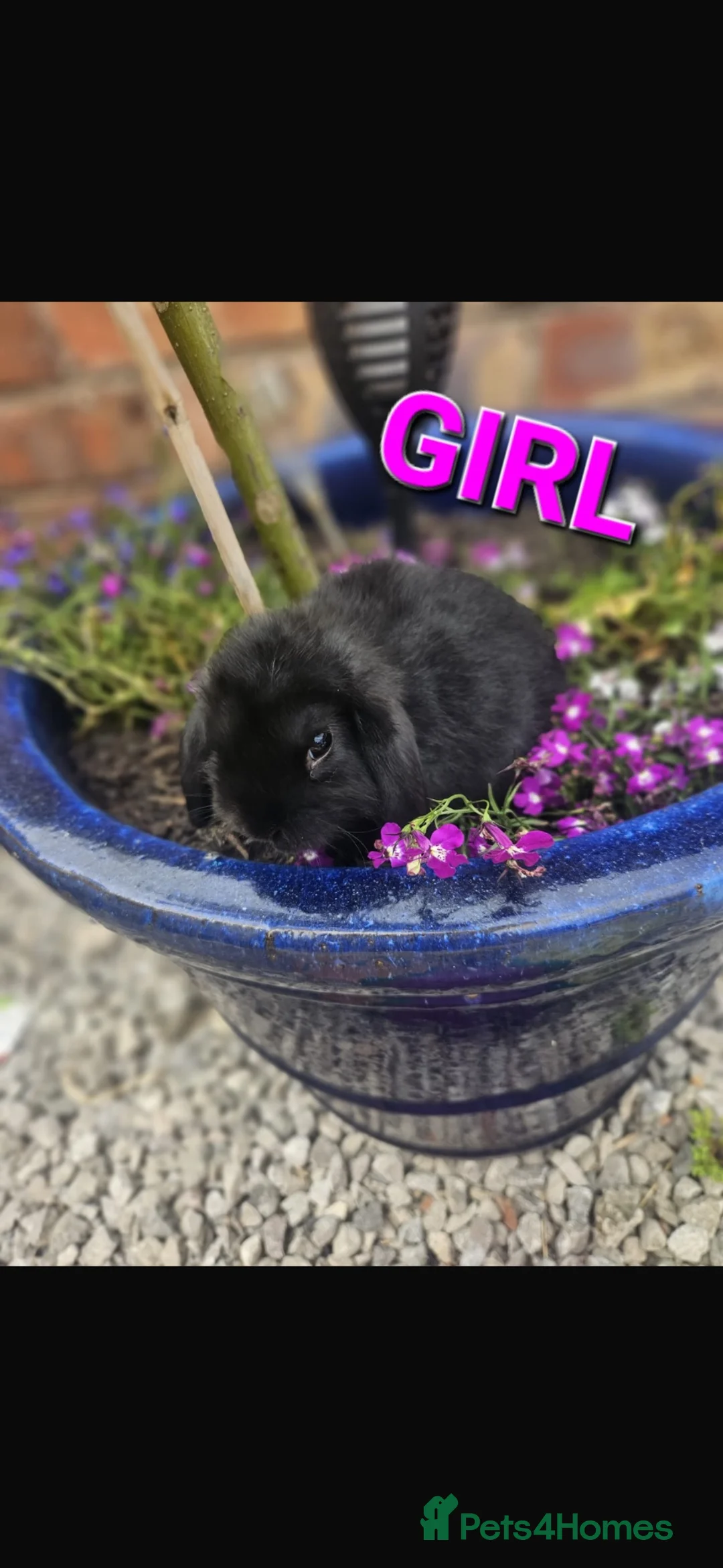 Mini Lop rabbits for sale: Mini lop eared baby rabbits for sale  in Blackpool - Advert 2