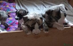 Whippet dogs for sale: Top Class Whippet Puppies bred from Champions - Image 7